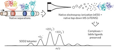 Top-down characterization of endogenous protein complexes with native proteomics