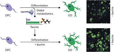 Metabolomics-based discovery of a metabolite that enhances oligodendrocyte maturation