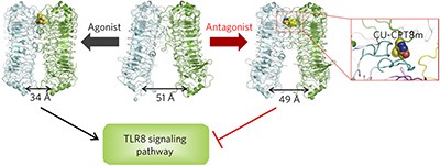 Small-molecule inhibition of TLR8 through stabilization of its resting state