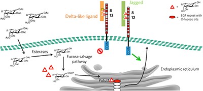 Inhibition of Delta-induced Notch signaling using fucose analogs