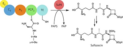 Monobactam formation in sulfazecin by a nonribosomal peptide synthetase thioesterase