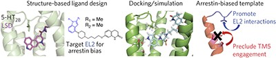 Structure-inspired design of β-arrestin-biased ligands for aminergic GPCRs
