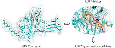 Discovery and characterization of highly potent and selective allosteric USP7 inhibitors