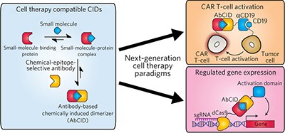 Human antibody-based chemically induced dimerizers for cell therapeutic applications