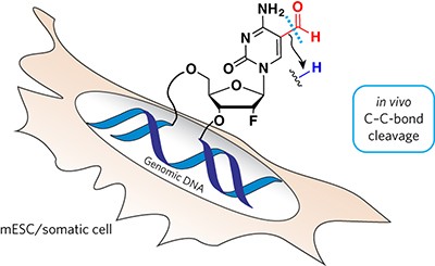 5-Formylcytosine to cytosine conversion by C–C bond cleavage <i>in vivo</i>