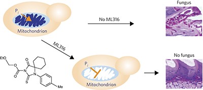 Inhibiting mitochondrial phosphate transport as an unexploited antifungal strategy