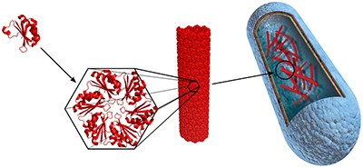 Engineered synthetic scaffolds for organizing proteins within the bacterial cytoplasm