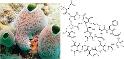 Accessing chemical diversity from the uncultivated symbionts of small marine animals