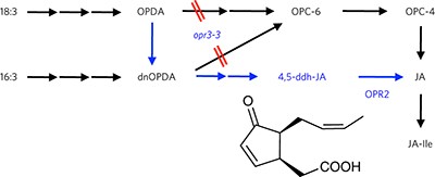 An OPR3-independent pathway uses 4,5-didehydrojasmonate for jasmonate synthesis