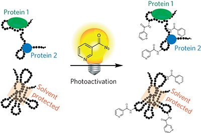 Light-activated chemical probing of nucleobase solvent accessibility inside cells