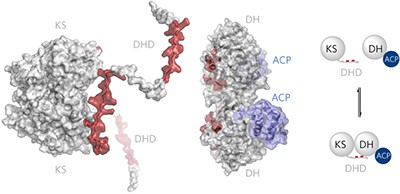 Mechanism of intersubunit ketosynthase–dehydratase interaction in polyketide synthases