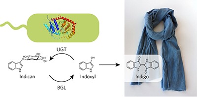 Employing a biochemical protecting group for a sustainable indigo dyeing strategy