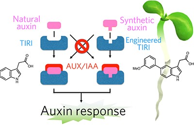 Chemical hijacking of auxin signaling with an engineered auxin–TIR1 pair