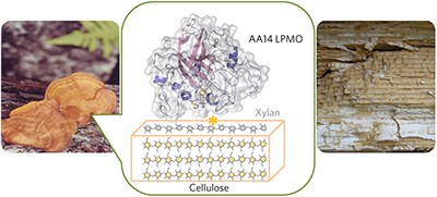 Lytic xylan oxidases from wood-decay fungi unlock biomass degradation