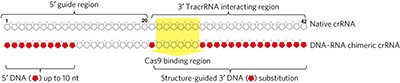 Partial DNA-guided Cas9 enables genome editing with reduced off-target activity