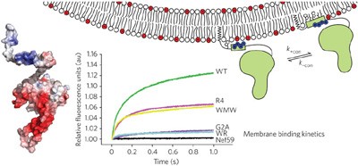 HIV-1 Nef membrane association depends on charge, curvature, composition and sequence