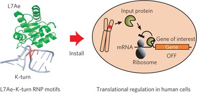 Synthetic translational regulation by an L7Ae–kink-turn RNP switch