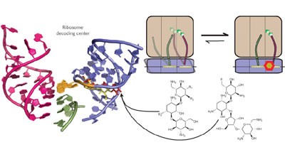 Aminoglycoside activity observed on single pre-translocation ribosome complexes