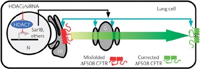 Reduced histone deacetylase 7 activity restores function to misfolded CFTR in cystic fibrosis