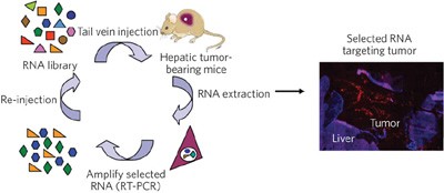 <i>In vivo</i> selection of tumor-targeting RNA motifs