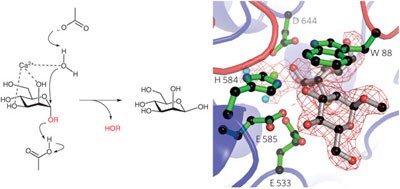 Mechanistic insights into a Ca<sup>2+</sup>-dependent family of α-mannosidases in a human gut symbiont