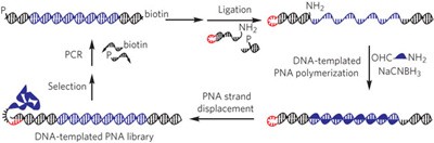 An <i>in vitro</i> translation, selection and amplification system for peptide nucleic acids