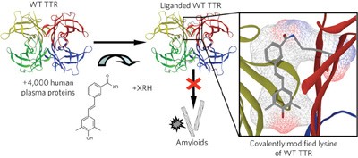 Chemoselective small molecules that covalently modify one lysine in a non-enzyme protein in plasma