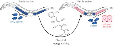 Chemical reprogramming of <i>Caenorhabditis elegans</i> germ cell fate