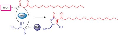 <i>In vitro</i> reconstruction of tetronate RK-682 biosynthesis