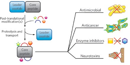 Follow the leader: the use of leader peptides to guide natural product biosynthesis