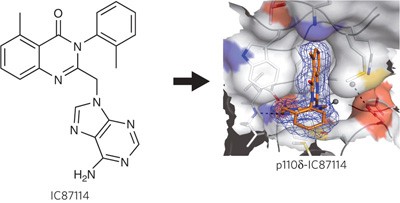 The p110δ structure: mechanisms for selectivity and potency of new PI(3)K inhibitors