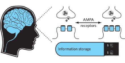 AMPA receptors and synaptic plasticity: a chemist's perspective