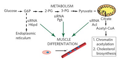 Carbon metabolism–mediated myogenic differentiation
