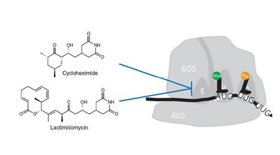 Inhibition of eukaryotic translation elongation by cycloheximide and lactimidomycin