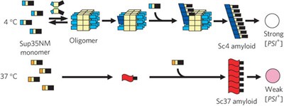 Differences in prion strain conformations result from non-native interactions in a nucleus