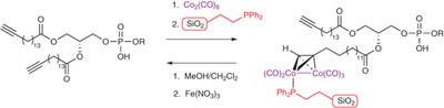 Capture and release of alkyne-derivatized glycerophospholipids using cobalt chemistry