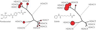 Chemical phylogenetics of histone deacetylases