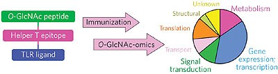 Glycopeptide-specific monoclonal antibodies suggest new roles for <i>O</i>-GlcNAc