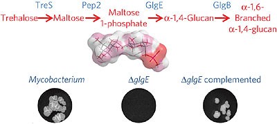 Self-poisoning of <i>Mycobacterium tuberculosis</i> by targeting GlgE in an α-glucan pathway