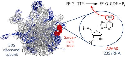 Atomic mutagenesis reveals A2660 of 23S ribosomal RNA as key to EF-G GTPase activation