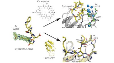 Acetylation regulates Cyclophilin A catalysis, immunosuppression and HIV isomerization