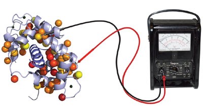 The role of conformational entropy in molecular recognition by calmodulin