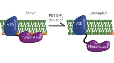 Electrochemical coupling in the voltage-dependent phosphatase Ci-VSP