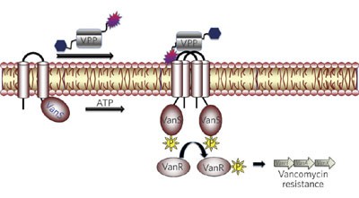 A vancomycin photoprobe identifies the histidine kinase VanSsc as a vancomycin receptor