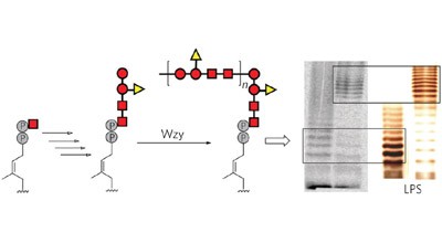 <i>In vitro</i> bacterial polysaccharide biosynthesis: defining the functions of Wzy and Wzz