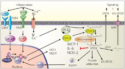 Cyclooxygenase-2 generates anti-inflammatory mediators from omega-3 fatty acids