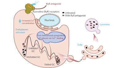 Endoplasmic reticulum Ca<sup>2+</sup> increases enhance mutant glucocerebrosidase proteostasis
