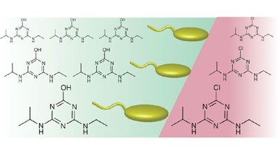 Reprogramming bacteria to seek and destroy an herbicide