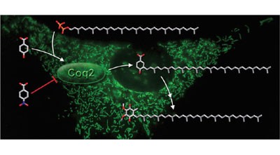 4-Nitrobenzoate inhibits coenzyme Q biosynthesis in mammalian cell cultures
