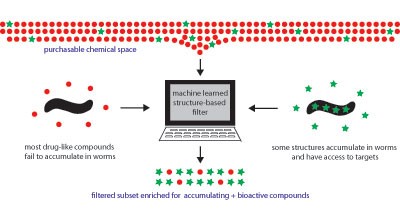 A predictive model for drug bioaccumulation and bioactivity in <i>Caenorhabditis elegans</i>